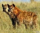 The hyenas or Hyaenas