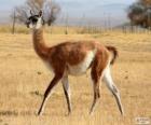 The guanaco