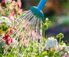 Watering flowers