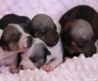 American Hairless Terrier Puppies