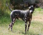 American Hairless Terrier