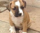 Staffordshire bull terrier puppy