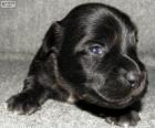 Skye terrier puppy