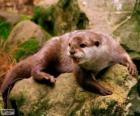 The least weasel