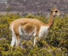 The vicuña or vicugna