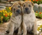 Shar Pei puppies