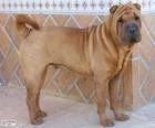 Shar Pei, Chinese race