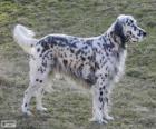 English setter