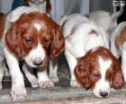 Irish Red and white Setter puppies