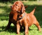 Irish Setter puppy