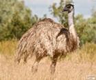 Emu the second largest bird