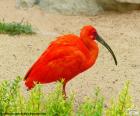 Scarlet Ibis, native to South America and the national bird of Trinidad and Tobago