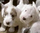 Sealyham Terrier puppies