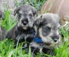 Miniature Schnauzer puppies