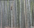 Japanese bamboo forest, is a native plant from Asia, America, Africa and Oceania, with different varieties. The bamboo cane has many utilities by its resistance and its flexibility