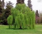 Babylon willow or Weeping willow
