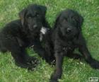 Giant Schnauzer puppies