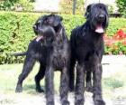 Giant Schnauzer