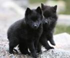 Schipperke puppies