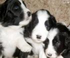 Schapendoes puppies
