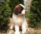 St. Bernard puppy