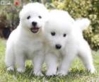 Samoyed puppies