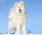 Samoyed