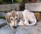 Saluki puppy