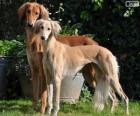 Saluki