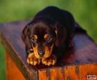 Black and Tan Coonhound puppy