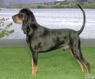 Black and Tan Coonhound