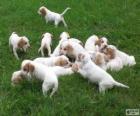 IIstrian Shorthaired Hound puppies