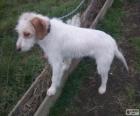 Istrian Coarse-haired Hound puppy