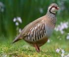 Partridge