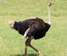 Male ostrich