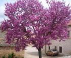 Judas tree