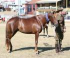 Waler horse originating in Australia