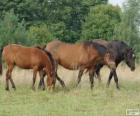 Žemaitukas or Zhmud, Zhemaichu horse originating in Lithuania