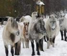 The Yakutian horse originating in Siberia