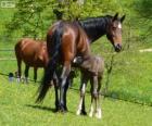 Württemberger, Baden-Württemberger, horse originating in Germany