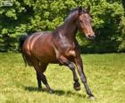 Westphalian, or Westfalen, horse originating in Germany