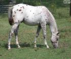 Walkaloosa horse originating in United States