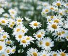 Field of white Daisies