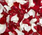 Rose petals