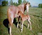 Virginia Highlander horse originating in United States