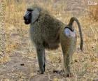 Baboon