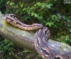 Madagascar ground boa