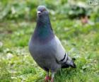 Rock Pigeon