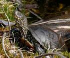 European pond turtle