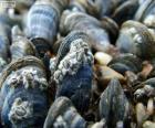 Mussel, marine animal